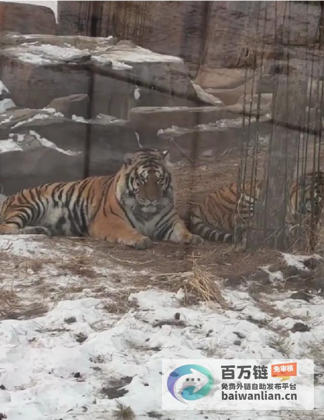 引发健康担忧 东北虎林园老虎因游客喂食过度而撑腹不适 (引发健康担忧的原因)